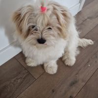 Bella