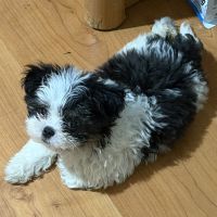 Mia