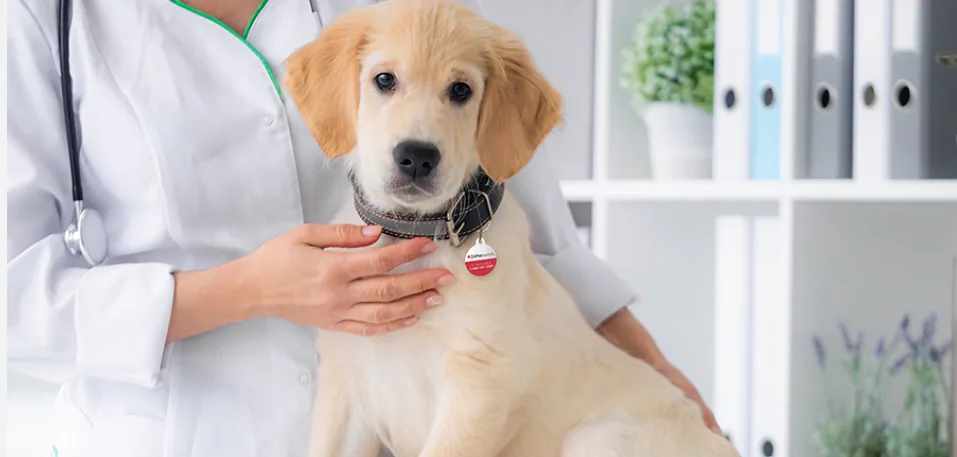 Cadouri pentru medicii veterinari: 5 idei pentru profesioniștii care iubesc animalele